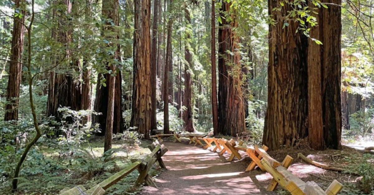 Armstrong Redwoods State Natural Reserve